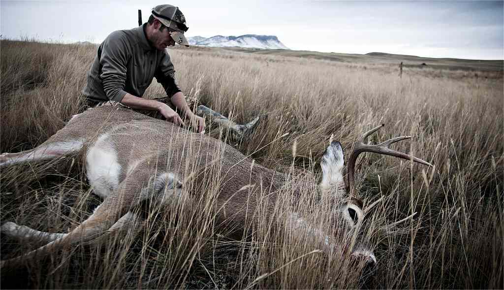 Hunt Deer in California