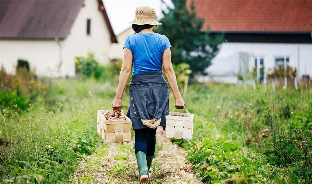 hobby farm vs homestead