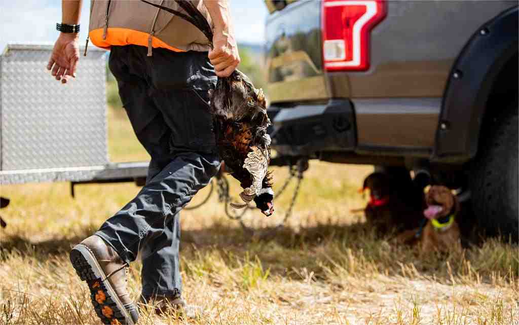 Pheasant Hunting in Kansas