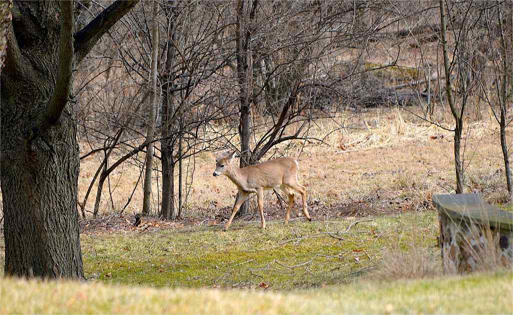 deer hunting in Florida