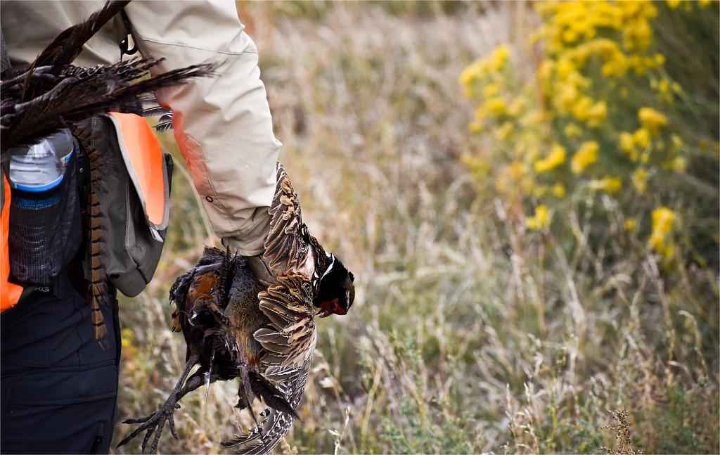 hunt turkey in Michigan