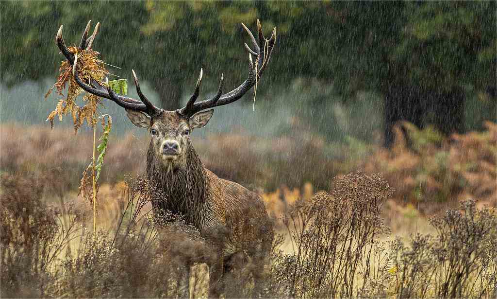 Nebraska deer season