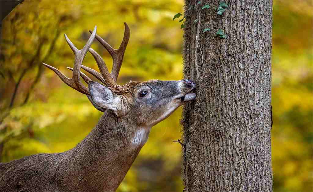 a deer in the wood