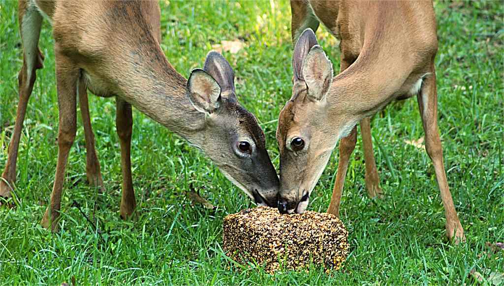 deer licking salt