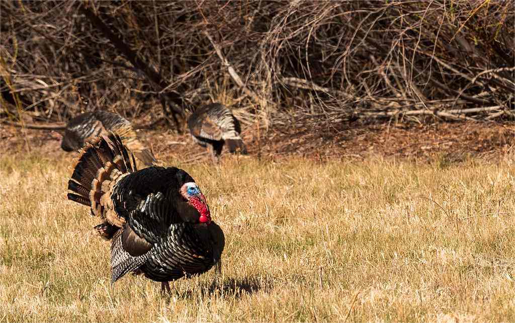 guide for turkey roosting time