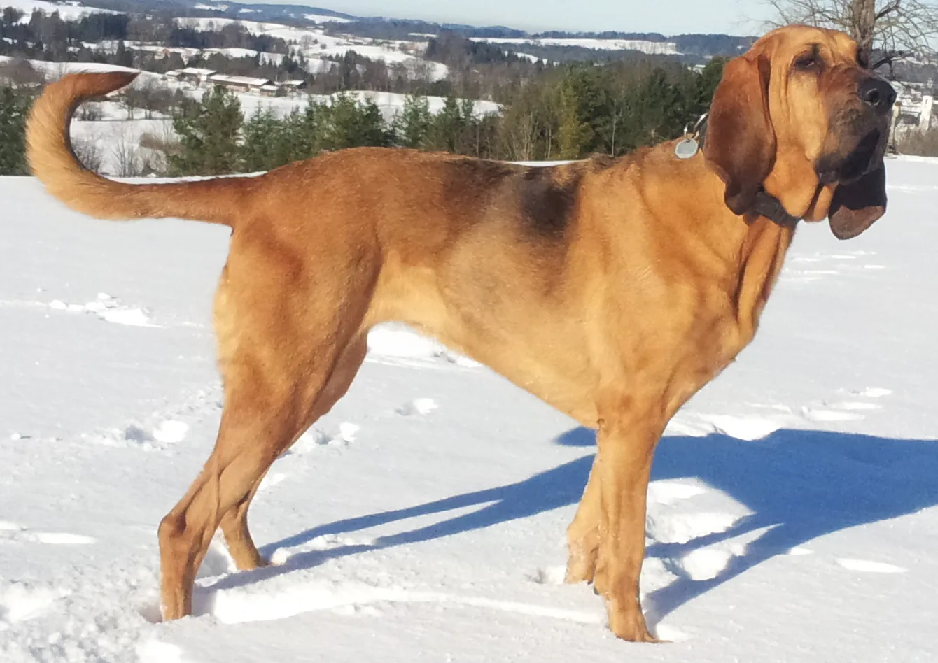 Bloodhound - photo from Wikipedia