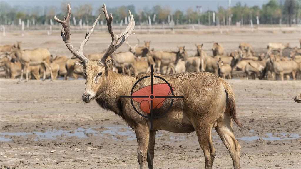 Elk Anatomy And Shot Placement