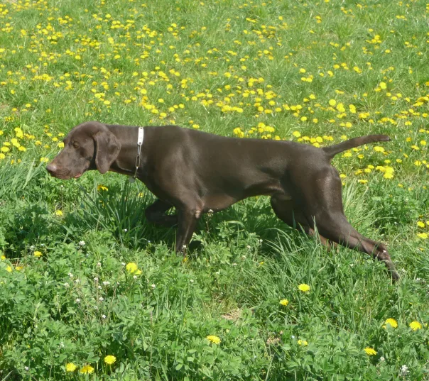 German Shorthaired Pointer
