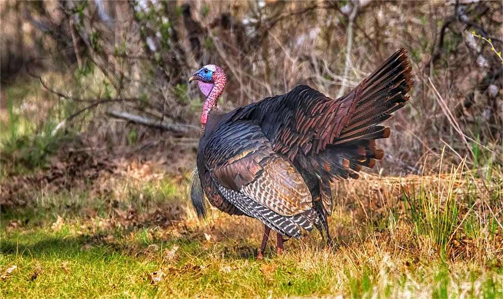 Maryland Turkey Season