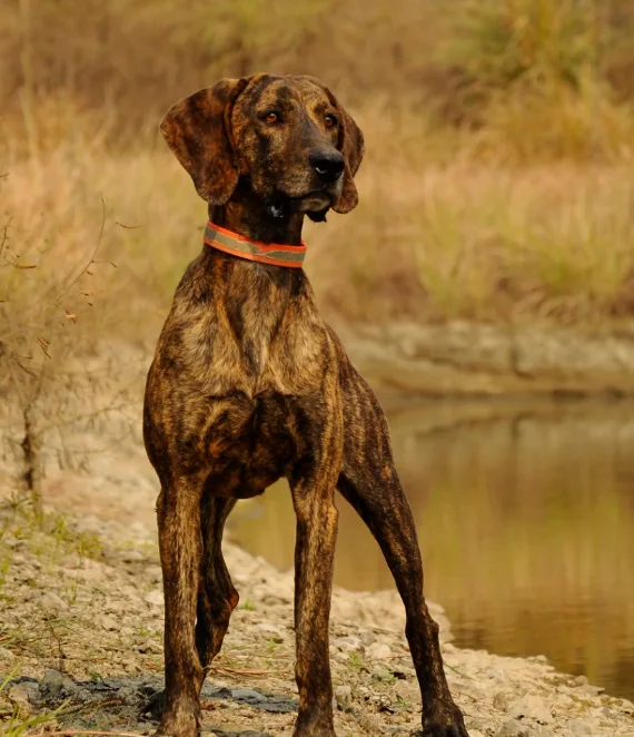 Plott Hound