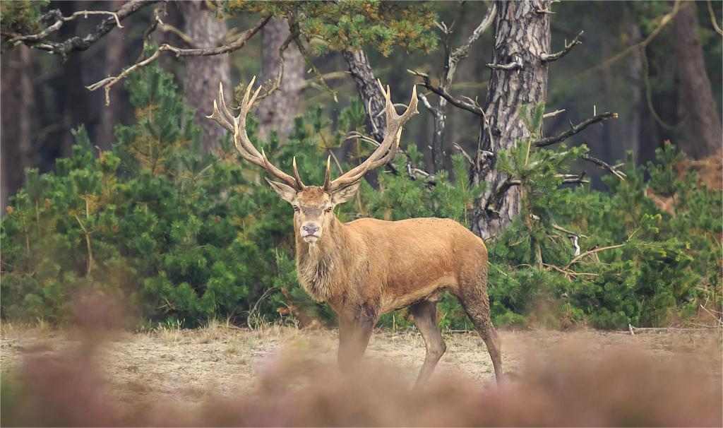 Tennessee deer hunting season