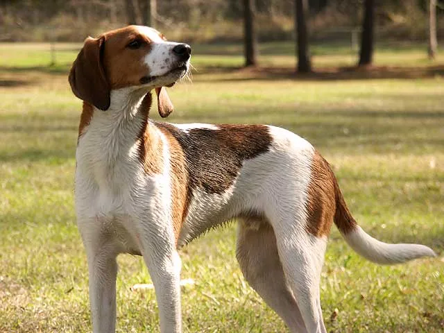 Walker Coonhound