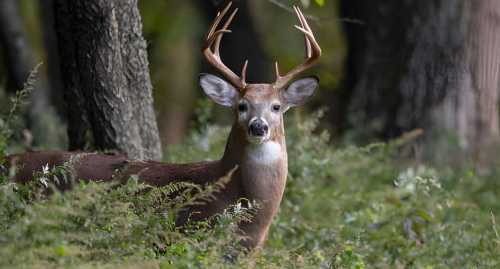 a deer in Kansas