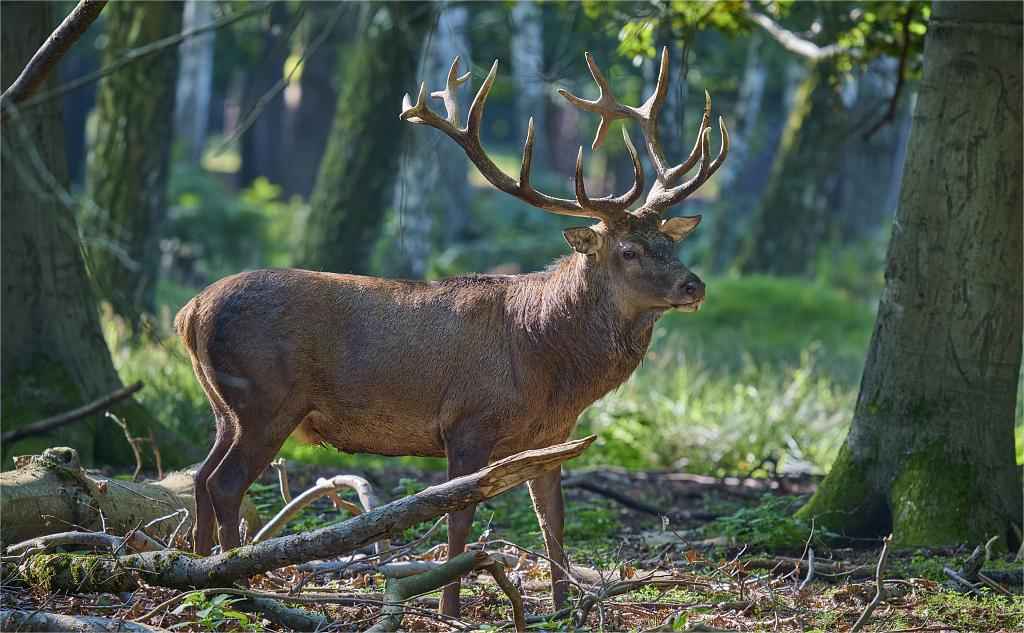 attract deer in the wood