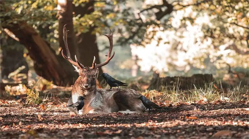 deer in Delaware