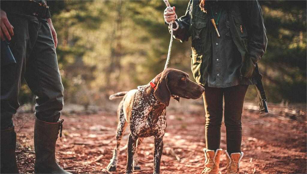 hunt deer with dogs