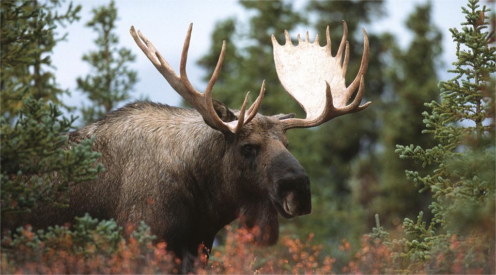 a moose in the wood