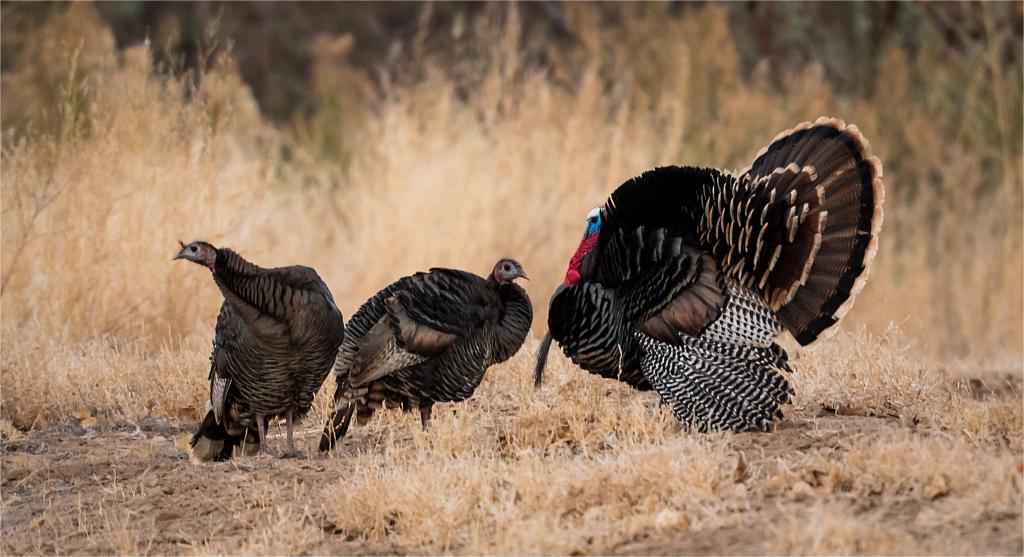 turkeys in the field