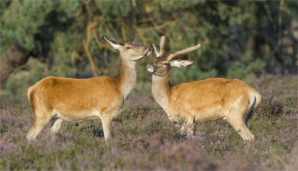 two deer during rutting season