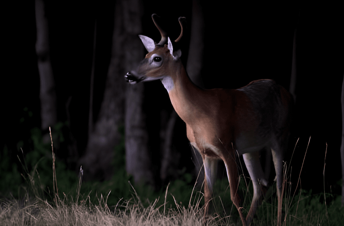 are deer nocturnal