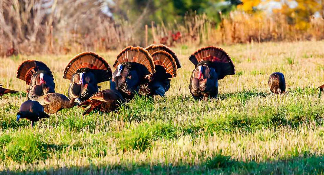 best time to turkey hunt