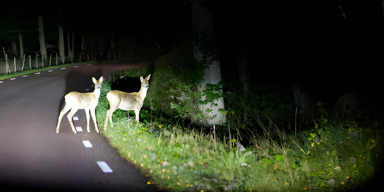 deer at night time