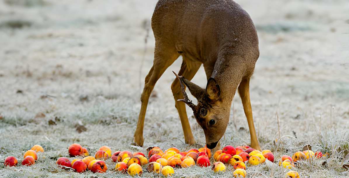 deer is eating apple