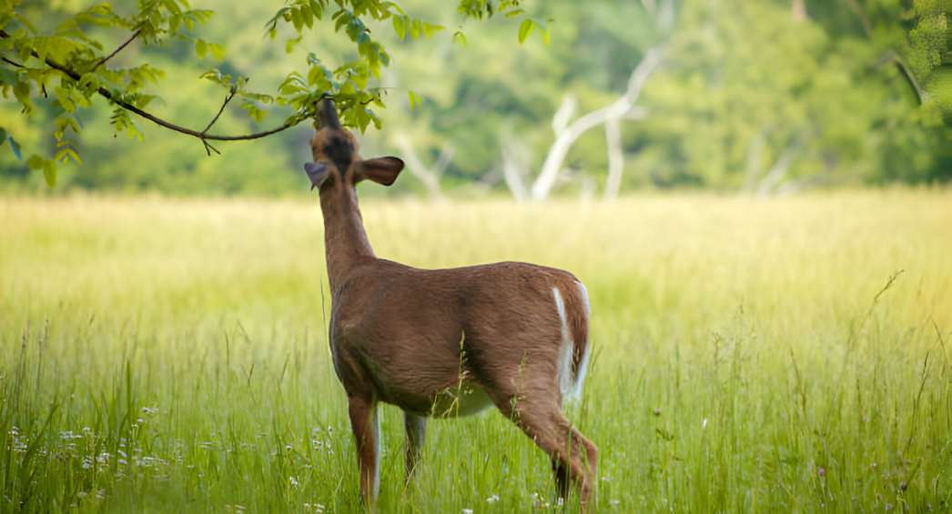 deer is eating tree