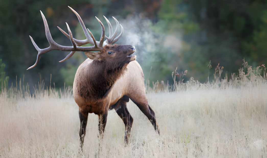 elk in New Mexico