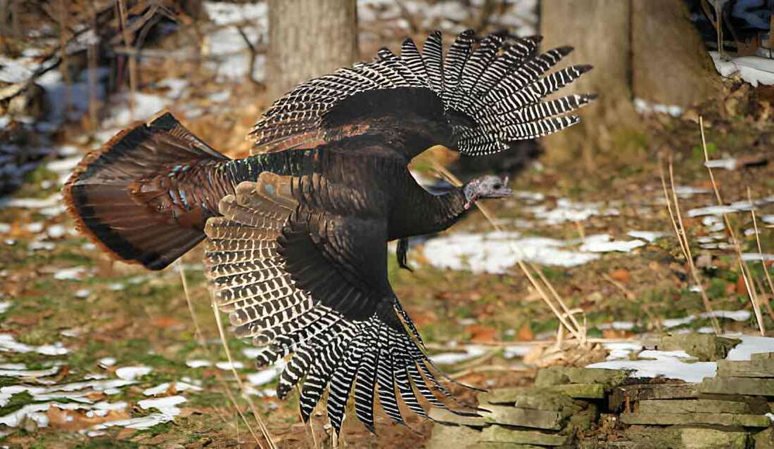 turkey hunting in Iowa