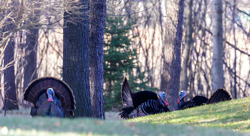 turkey in the spring woods