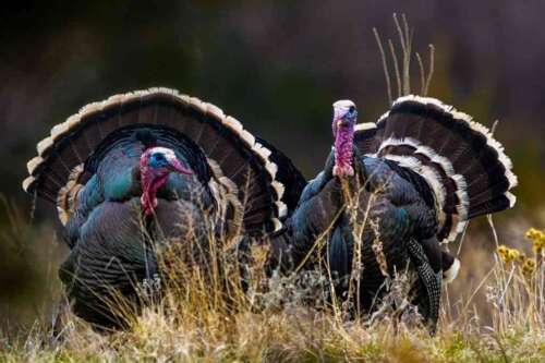 Merriam's Wild Turkey