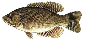 Rock Bass - Wikipedia