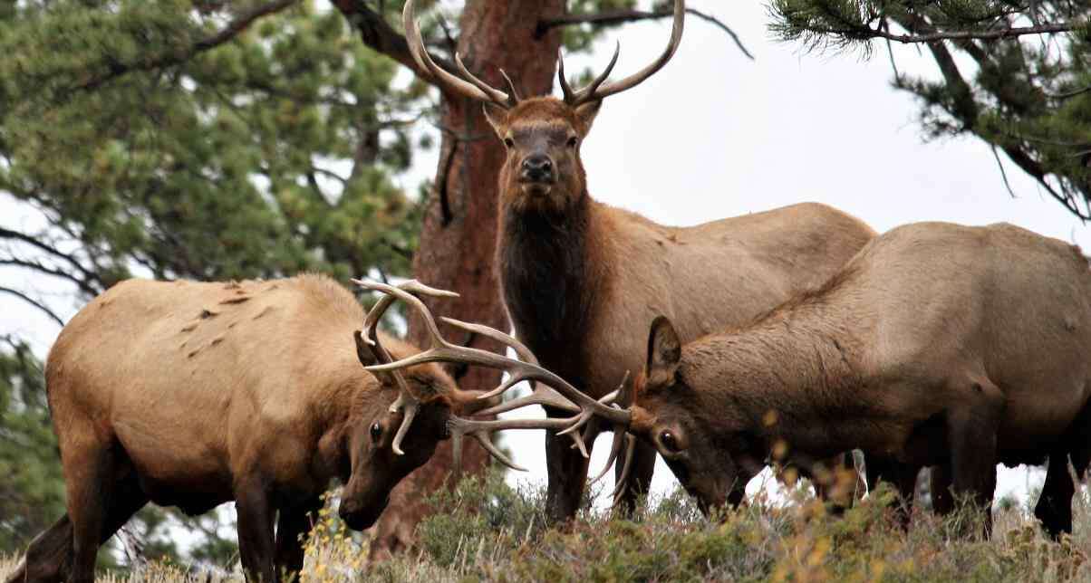 Rocky Mountain Elk