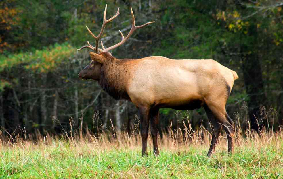 Roosevelt Elk