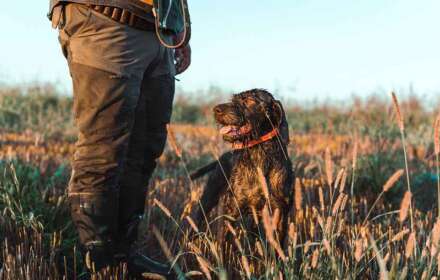 Everything You Need to Know About Poodle Hunting Dog