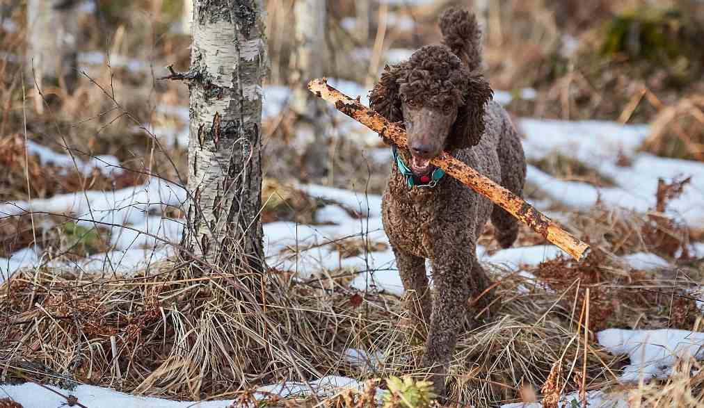 a poodle dog