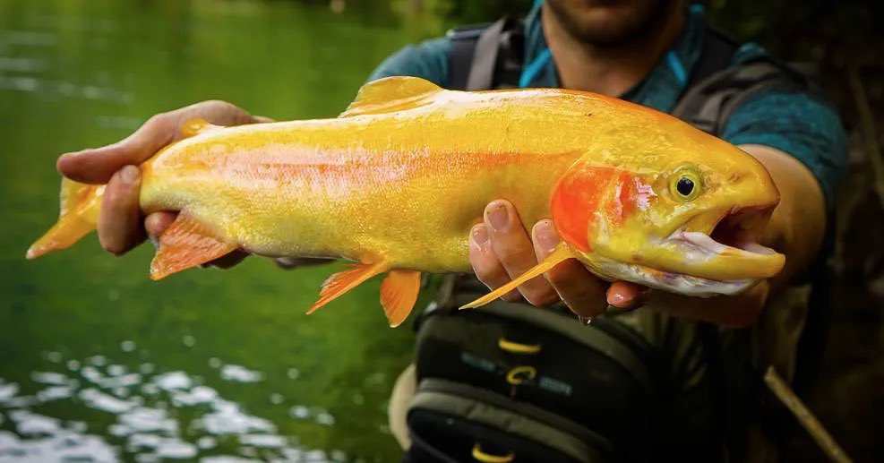 catch a palomino trout
