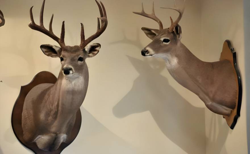 deer mount on the wall