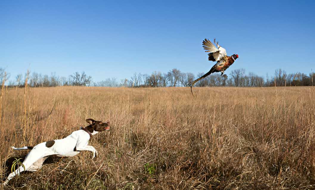 dove hunting