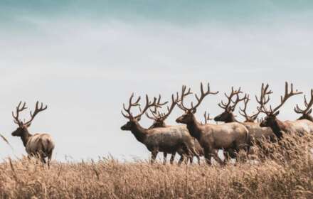 Roosevelt Elk vs Rocky Mountain Elk: A Hunter's Guide