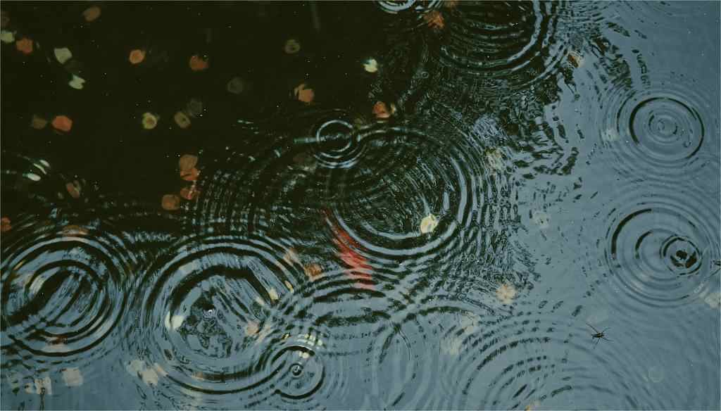 fishes in rainy day