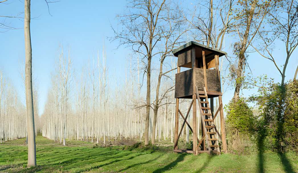 ground blind vs tree stand