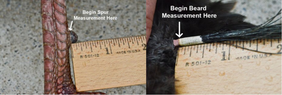 measure turkey beard and spur
