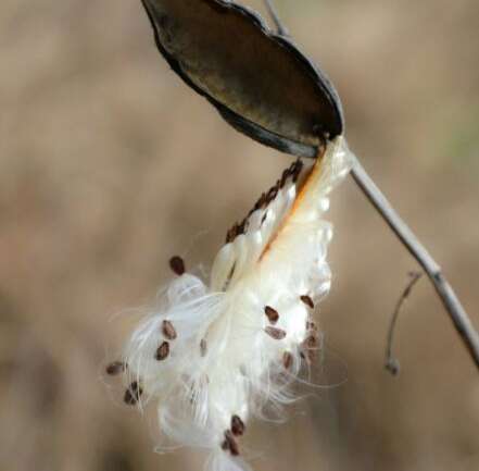 milkweed