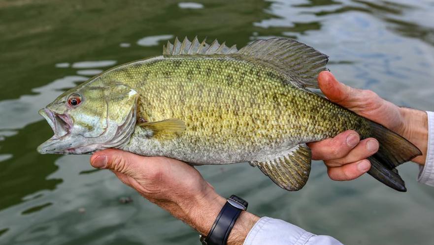 red eye smallmouth bass