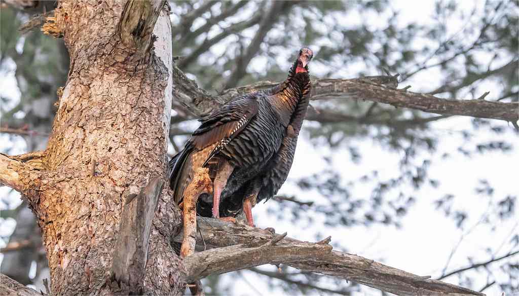 score a turkey in hunting