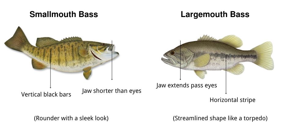 smallmouth bass vs largemouth bass