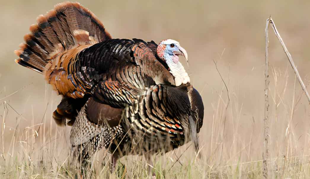 turkey hunting in the evening