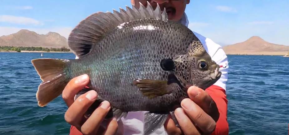 A Coppernose Bluegill